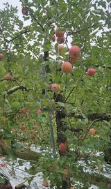 팜모닝 사과·영농일지 게시글 이미지