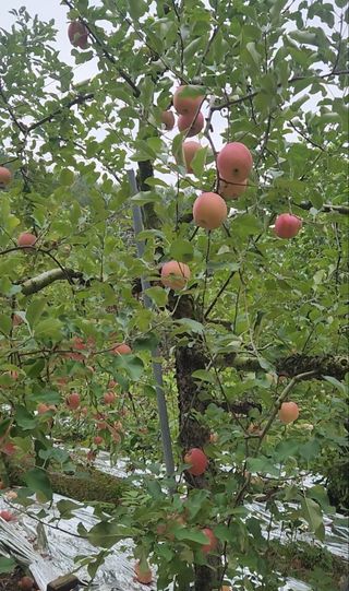 김미선님의 사과 · 영농일지 작성글 사진
