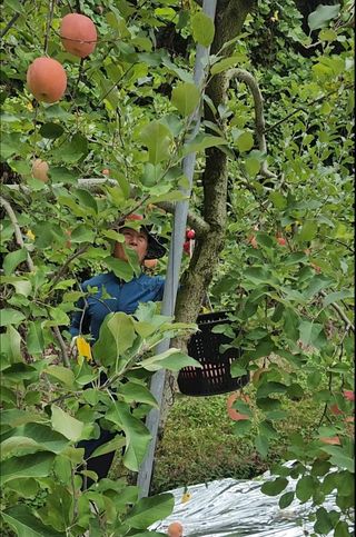 김미선님의 사과 · 영농일지 작성글 사진