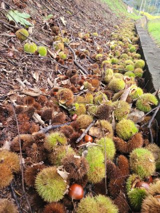 홍가네수정농장님의 기타작물 · 영농일지 작성글 사진