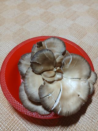인생은 소풍처럼~님의 농사, 무엇이든 물어보세요! · 참여글 작성글 사진