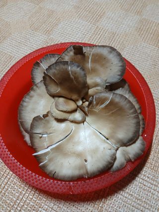 인생은 소풍처럼~님의 농사, 무엇이든 물어보세요! · 참여글 작성글 사진