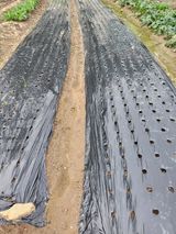 팜모닝 배추·병해충상담 게시글 이미지