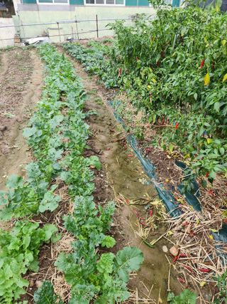 미소김님의 배추 · 병해충상담 작성글 사진