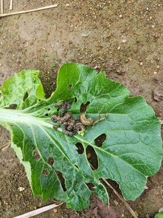 미소김님의 배추 · 병해충상담 작성글 사진