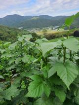 팜모닝 · 게시글 이미지