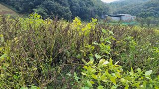 이총구님의 농사, 무엇이든 물어보세요! · 참여글 작성글 사진