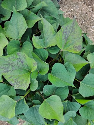 이진우님의 고구마 · 병해충상담 작성글 사진