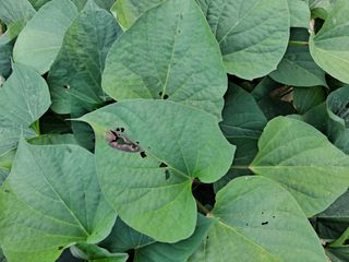 이진우님의 고구마 · 병해충상담 작성글 사진