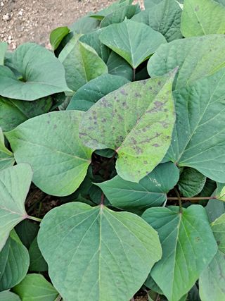 이진우님의 고구마 · 병해충상담 작성글 사진