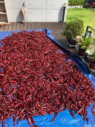 김철용님의 팜모닝 · 출석 작성글 사진