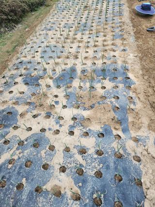 선우농장님의 마늘 · 영농일지 작성글 사진