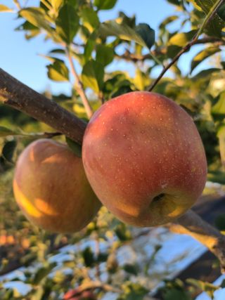 은혜농원(사과농사)님의 자유주제 · 자유게시판 작성글 사진
