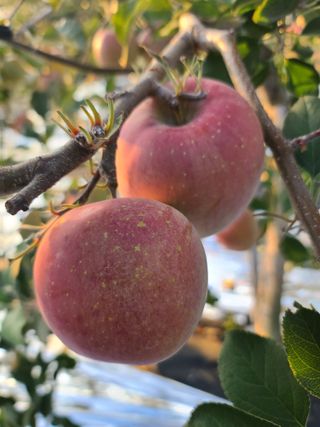 은혜농원(사과농사)님의 자유주제 · 자유게시판 작성글 사진