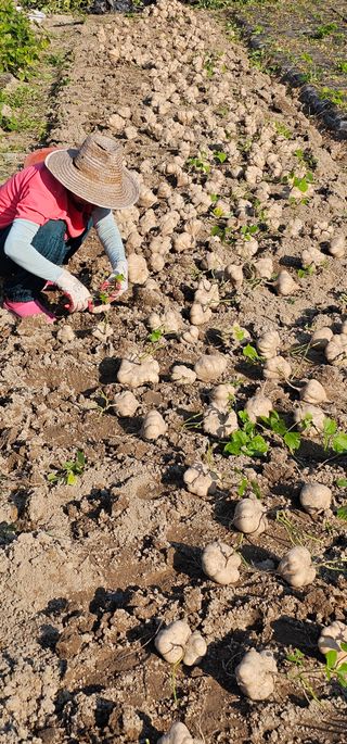 의성소담농원김명제님의 자유주제 · 자유게시판 작성글 사진