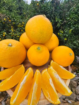 새달귤농장님의 작성글 사진