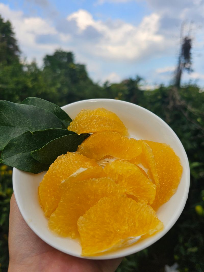 새달귤농장님의 장터 판매 상품 [고당도 황금향(혼합형)4.5키로] 첨부 사진