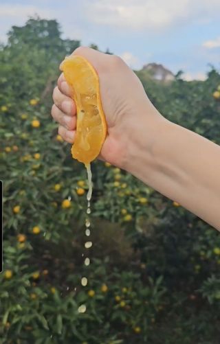 새달귤농장님의 작성글 사진