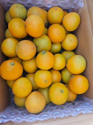 새달귤농장님의 작성글 사진