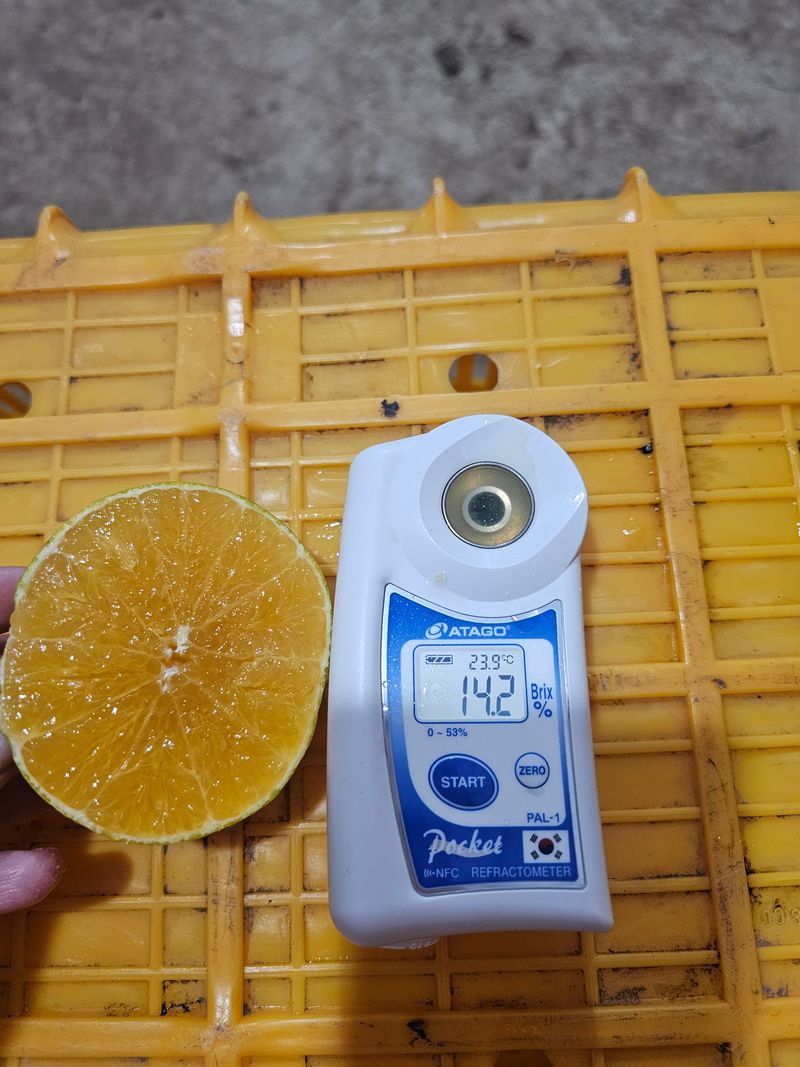 새달귤농장님의 장터 판매 상품 [고당도 황금향(혼합형)4.5키로] 첨부 사진