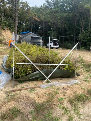 김유찬님의 들깨 · 영농일지 작성글 사진