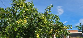 삼례텃밭지기님의 자유주제 · 자유게시판 작성글 사진