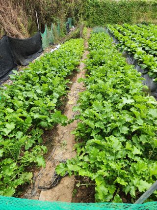 남동우님의 배추 · 영농일지 작성글 사진