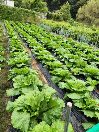 남동우님의 배추 · 영농일지 작성글 사진