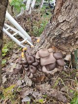 팜모닝 농사, 무엇이든 물어보세요!·참여글 게시글 이미지