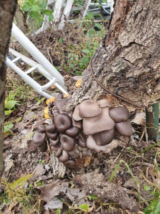 훈아님의 농사, 무엇이든 물어보세요! · 참여글 작성글 사진