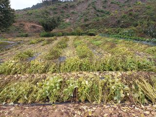 손종철님의 들깨 · 영농일지 작성글 사진