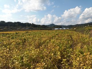 이종원님의 들깨 · 영농일지 작성글 사진