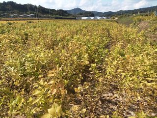 이종원님의 들깨 · 영농일지 작성글 사진