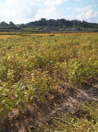 이종원님의 들깨 · 영농일지 작성글 사진