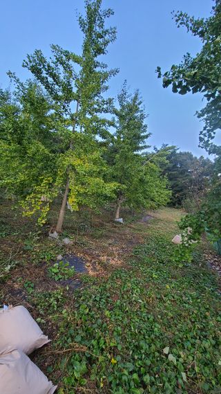 김해주님의 기타작물 · 영농일지 작성글 사진