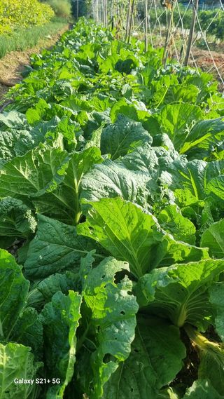 참깨15518님의 배추 · 영농일지 작성글 사진