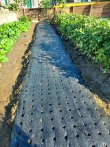 팜모닝 마늘·영농일지 게시글 이미지