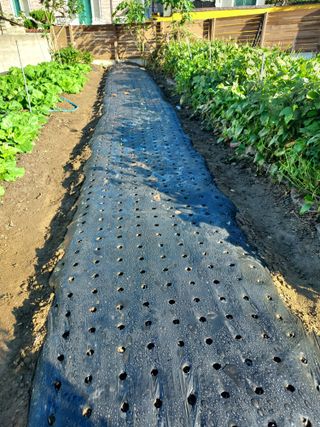 밀양농부딸기긔님의 마늘 · 영농일지 작성글 사진