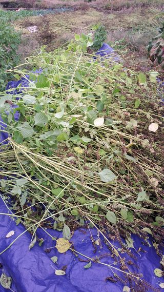 귀향인님의 들깨 · 영농일지 작성글 사진