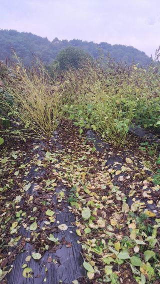 귀향인님의 들깨 · 영농일지 작성글 사진