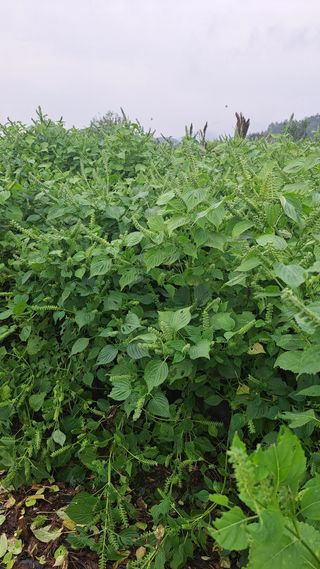 귀향인님의 들깨 · 영농일지 작성글 사진