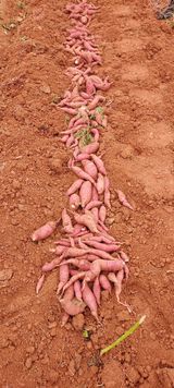 팜모닝 고구마·영농일지 게시글 이미지