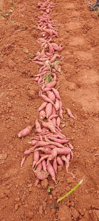 김재천님의 고구마 · 영농일지 작성글 사진