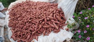 김재천님의 고구마 · 영농일지 작성글 사진