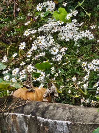 류만수님의 호박 · 영농일지 작성글 사진