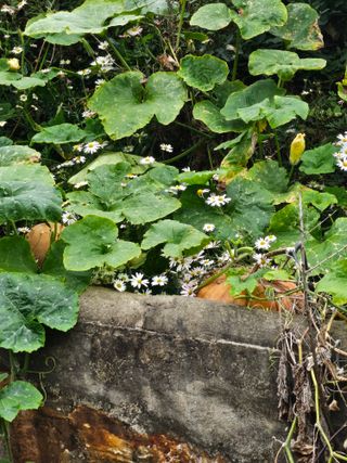 류만수님의 호박 · 영농일지 작성글 사진