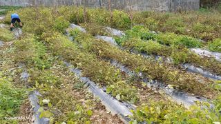 박병규님의 들깨 · 영농일지 작성글 사진