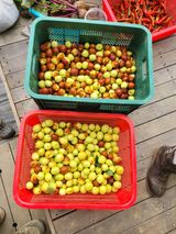 팜모닝 기타작물·영농일지 게시글 이미지