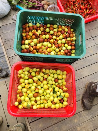 천산님의 기타작물 · 영농일지 작성글 사진