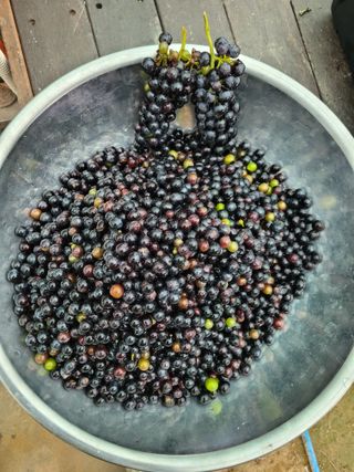 천산님의 기타작물 · 영농일지 작성글 사진